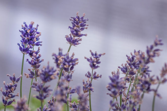 Lavendel