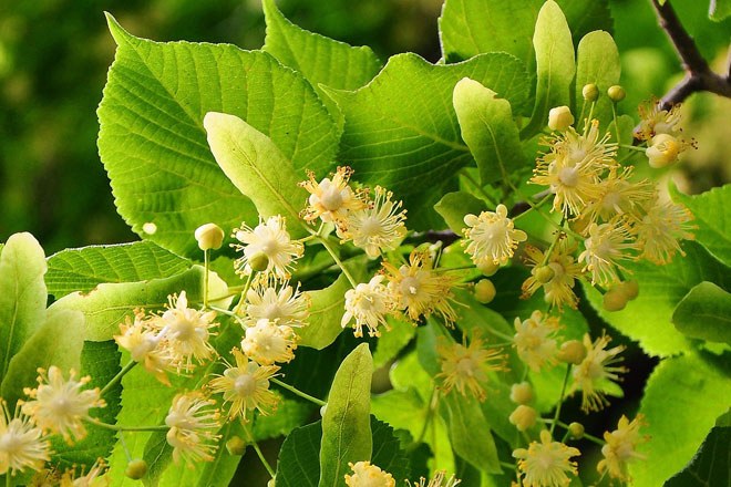 Lindenblüten