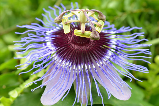 Passionsblumen