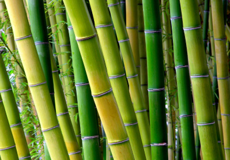 Bambus Matratzen