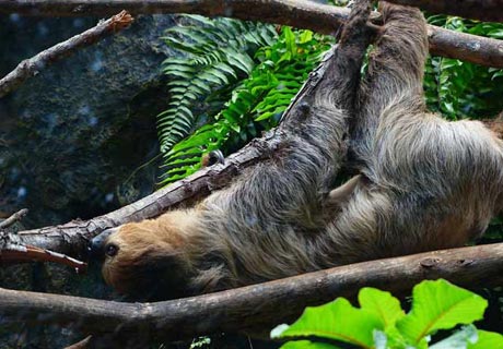 Auch Faultiere lieben es, in der Höhe zu schlafen, in einer noch „extremeren“ Position: an ihren Pfoten am Baumast hängend!