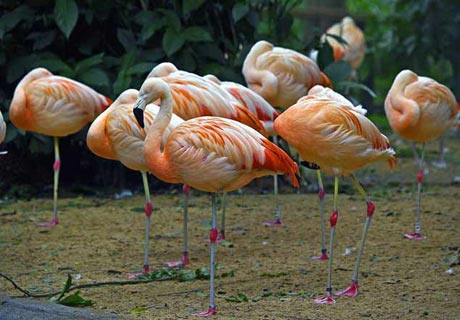 Auf einem Bein… wie ein Flamingo!