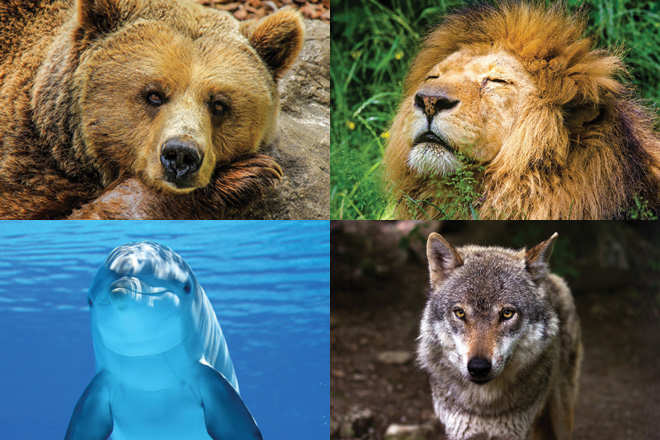 Schlafen Sie wie Bär, ein Löwe, ein Delphin oder ein Wolf?