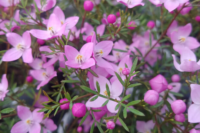 Boronia