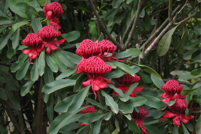 Waratah